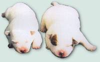 TaliHO Australian Cattle Dogs - Puppies